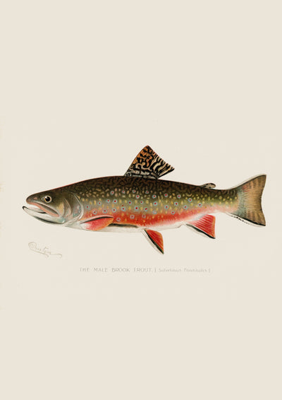 Brook Trout
