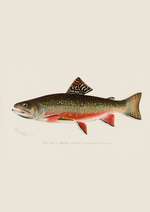 Brook Trout