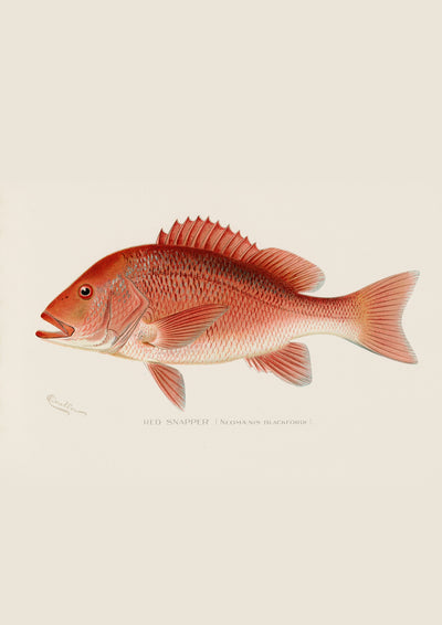 Red Snapper
