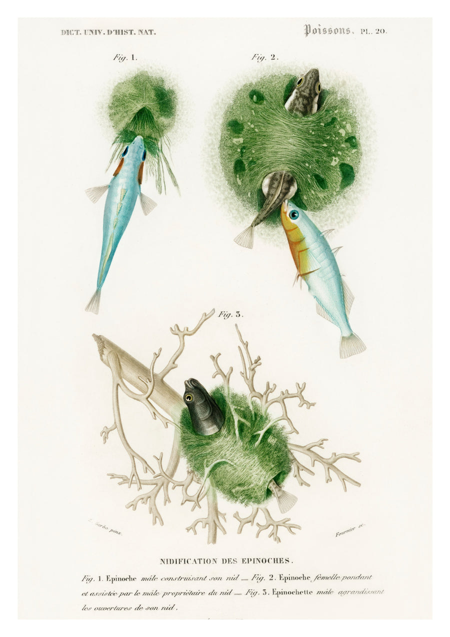 Fische II - Print only