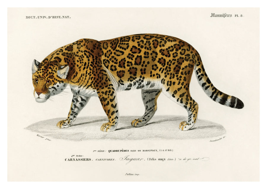Jaguar - Print only