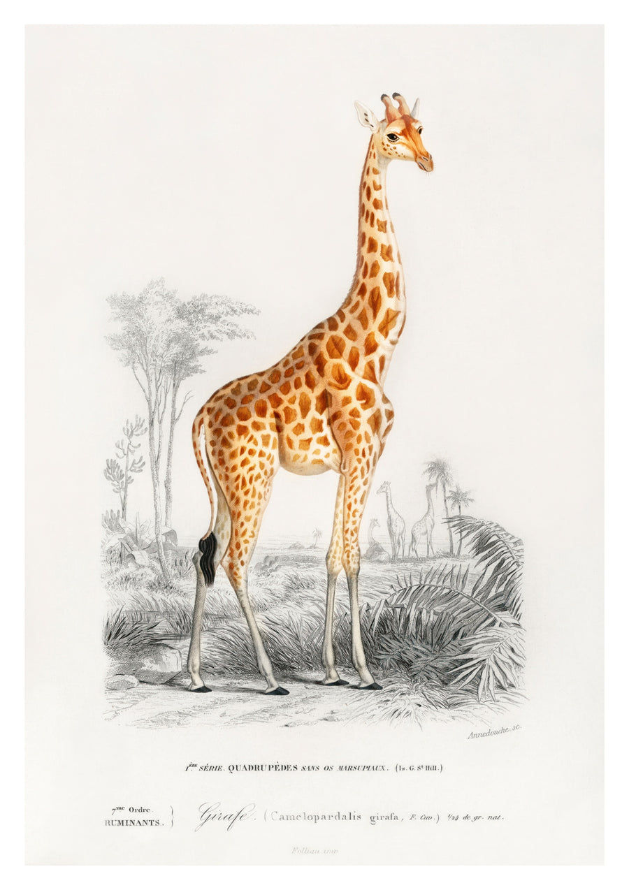 Giraffe - Print only