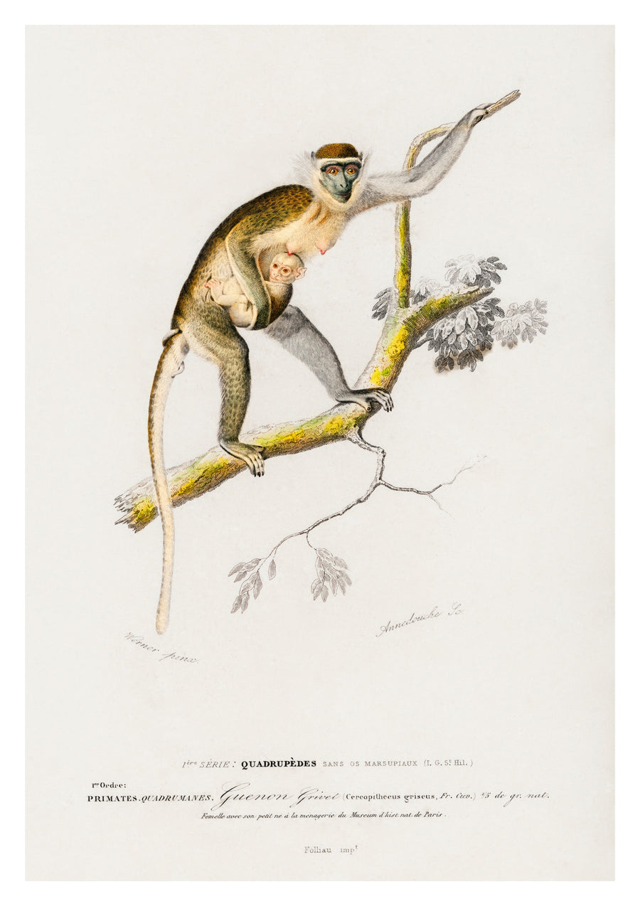 Guenon Grivet - Print only