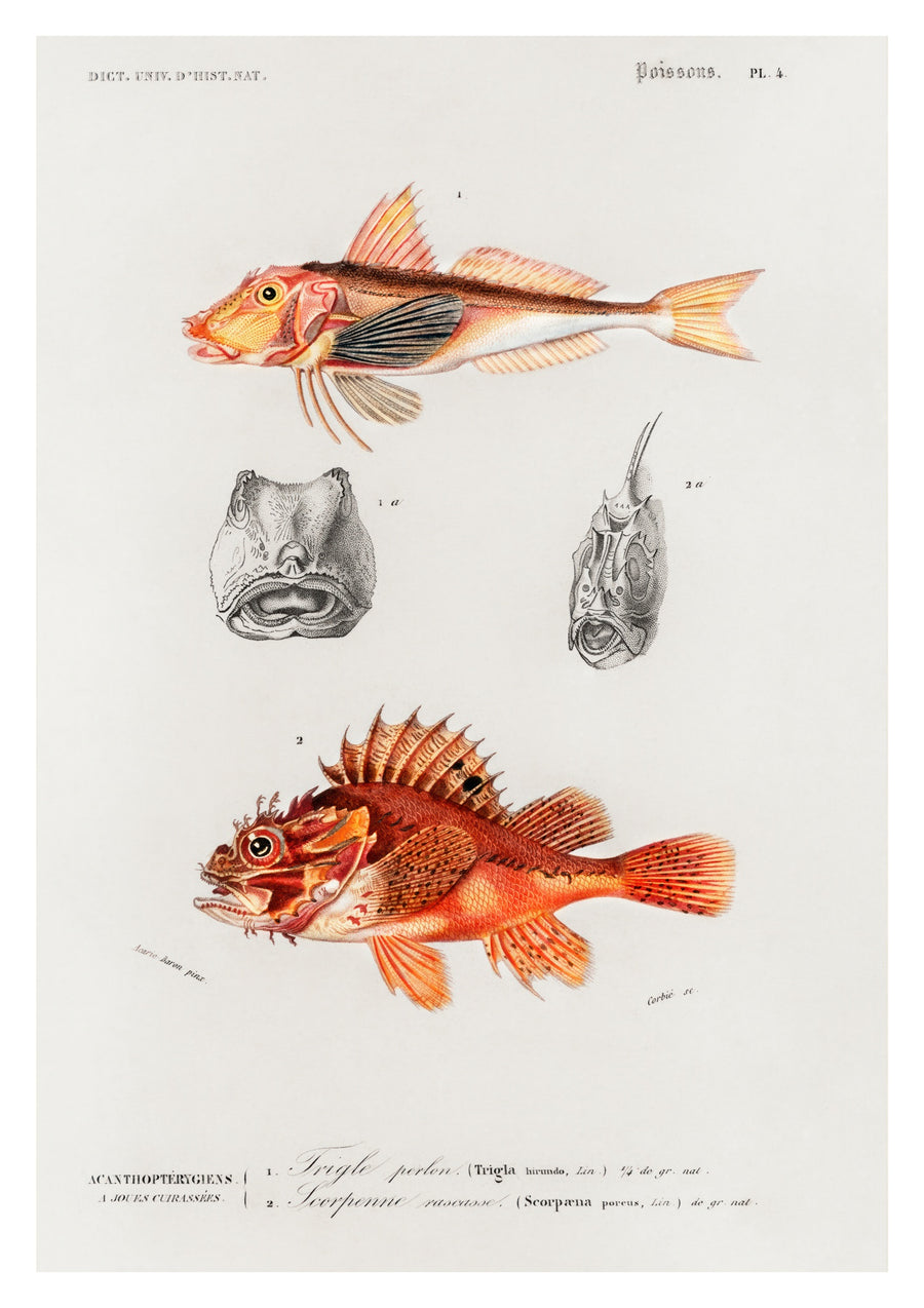 Fisk - Print only