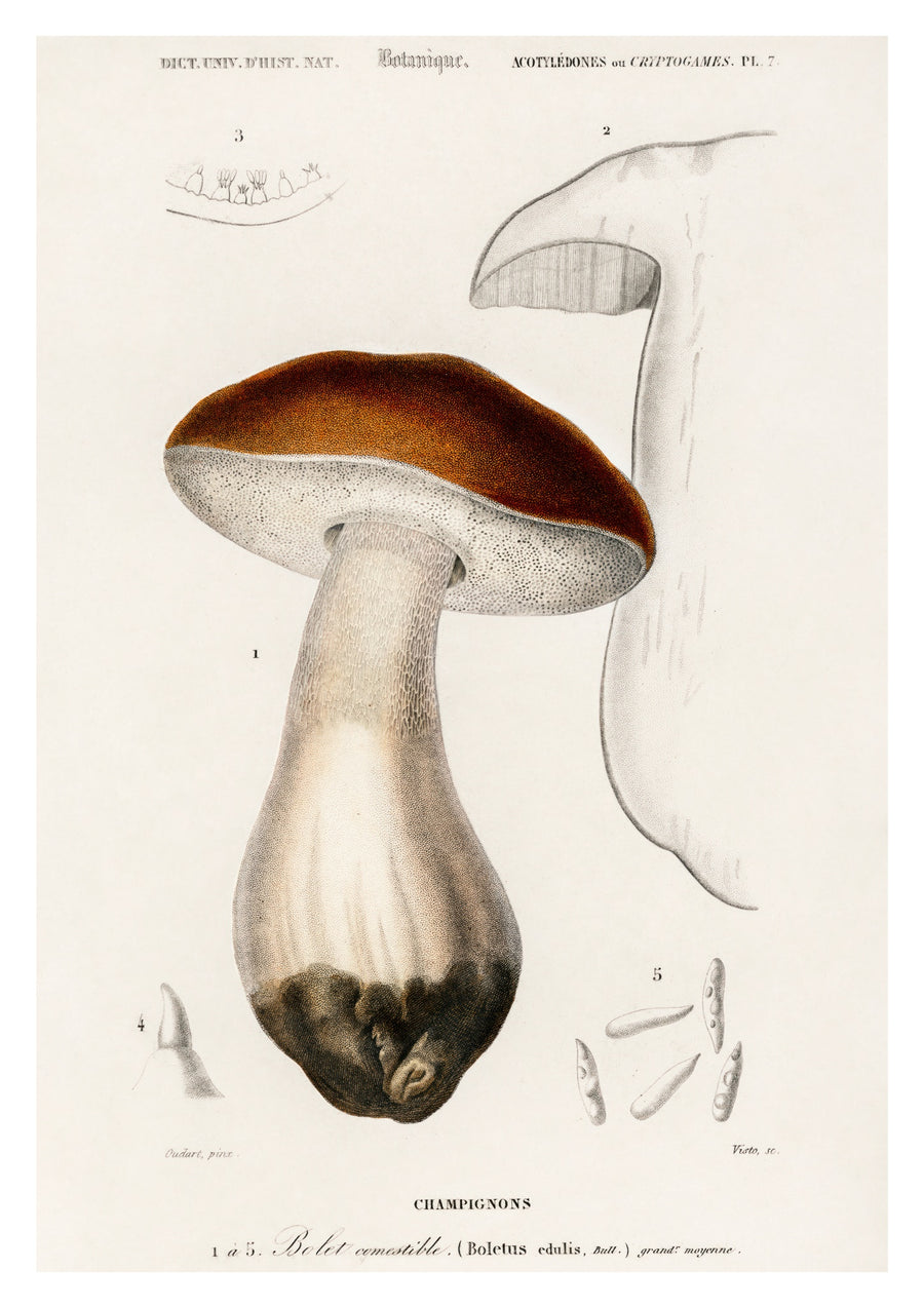 Pilze II - Print only
