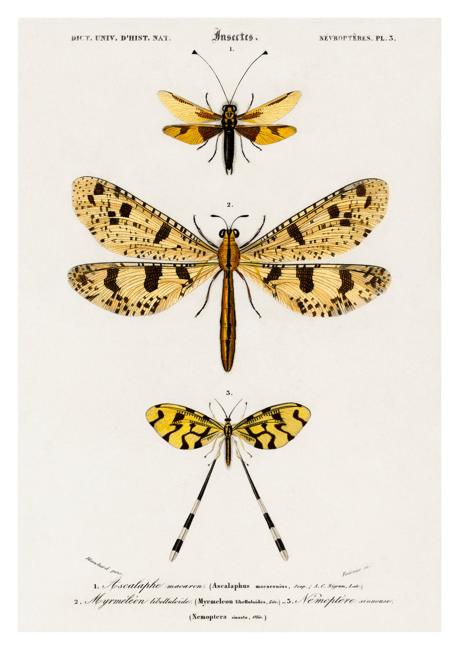 Owlfly, reusachtige mierenleeuw en lepelvleugel - Print only