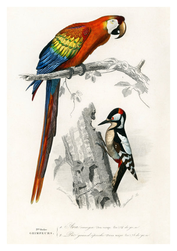 Parrot & Woodpecker