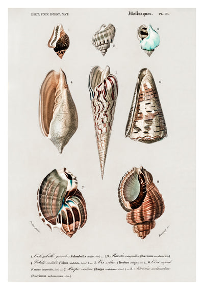Mollusks