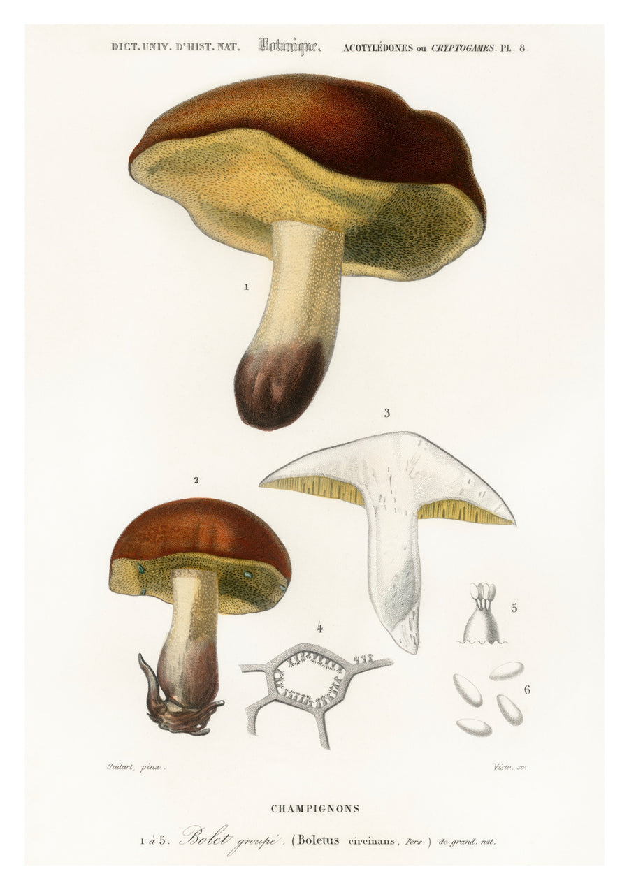 Champignons - Print only