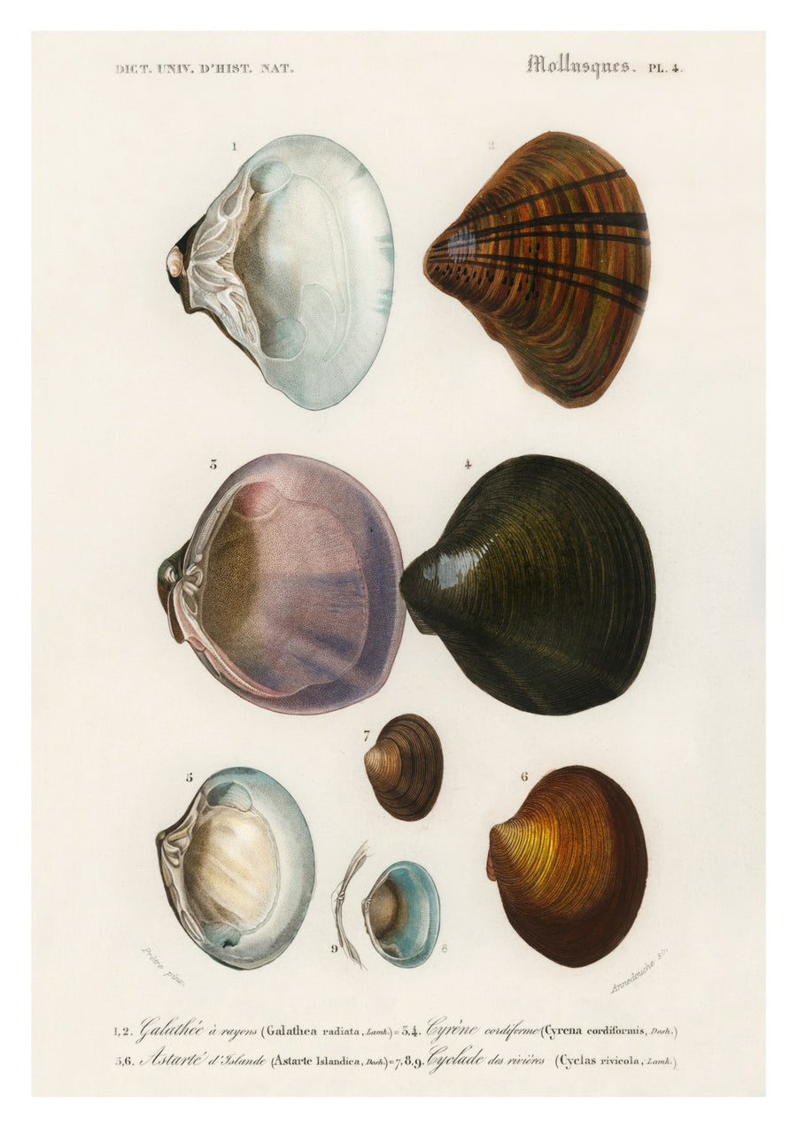 Mollusques V - Print only