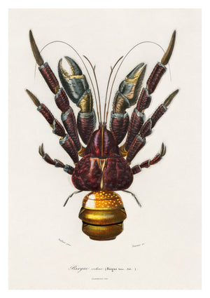 Kokoskrab