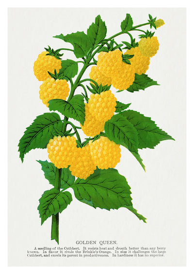 Golden Queen Raspberry