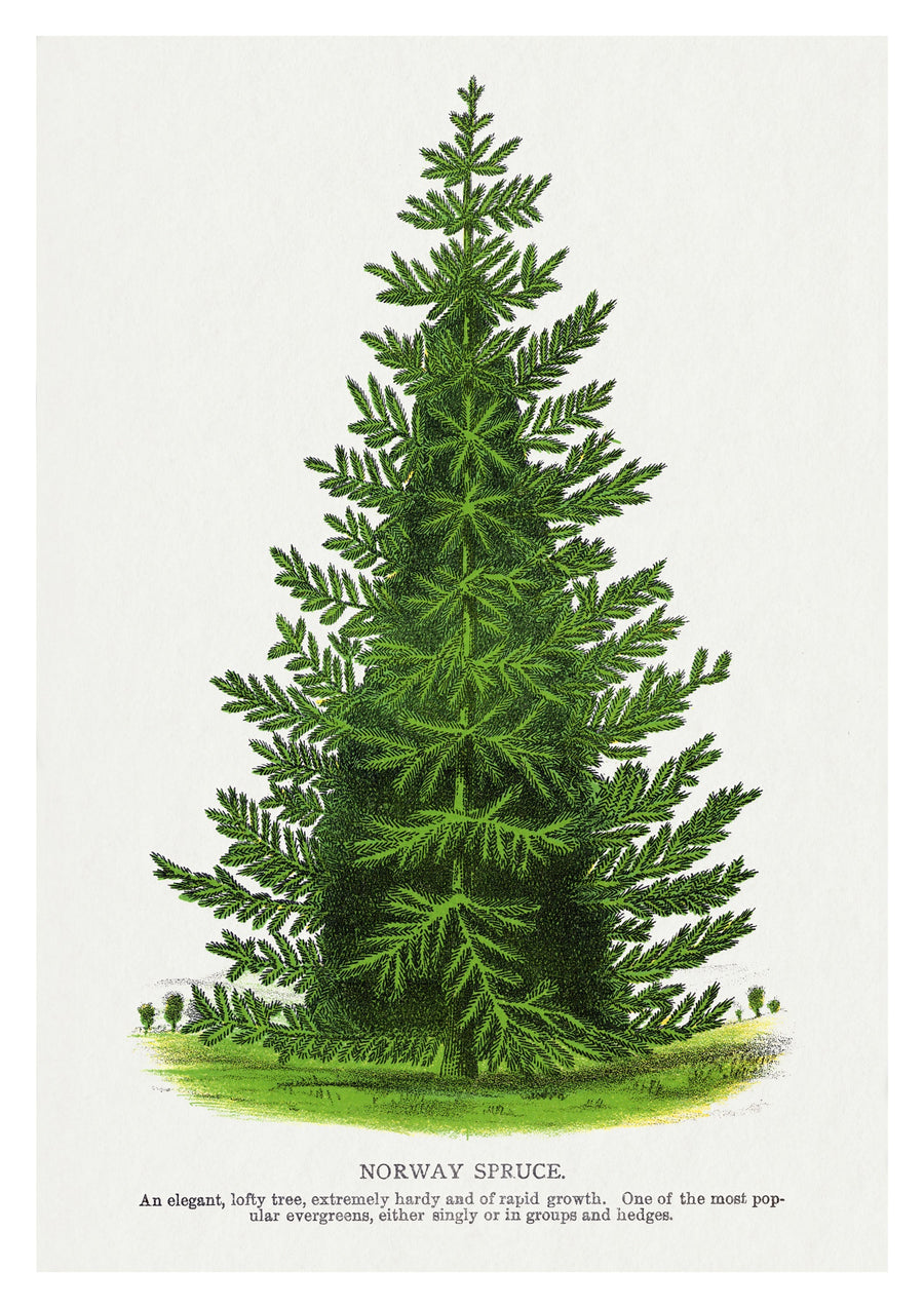 Noorse spar - Print only