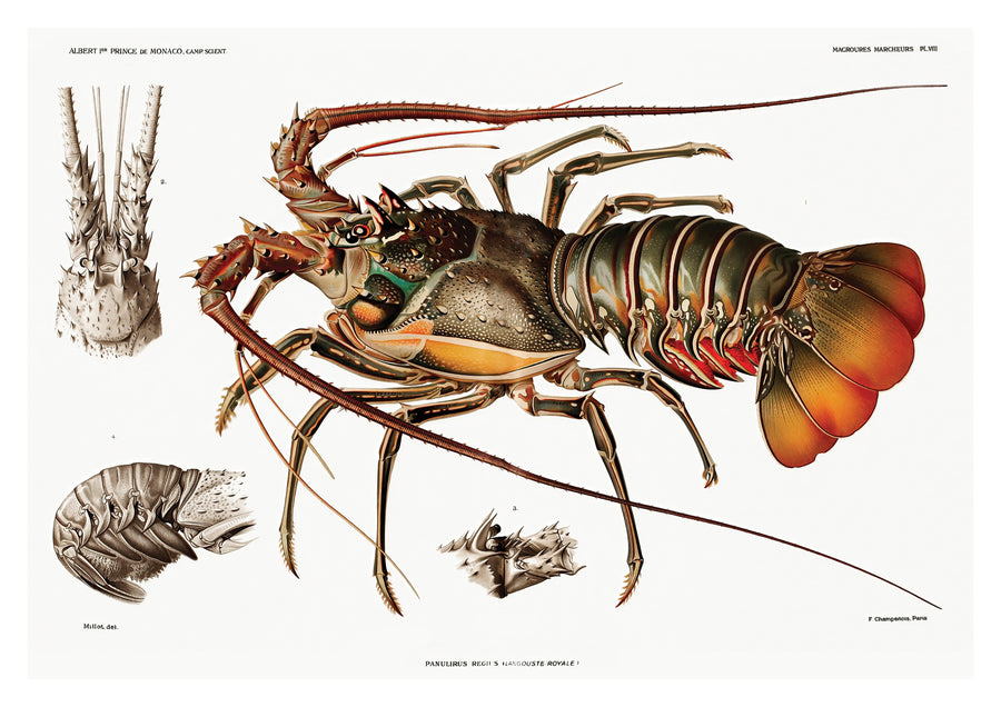 Homard européen - Print only