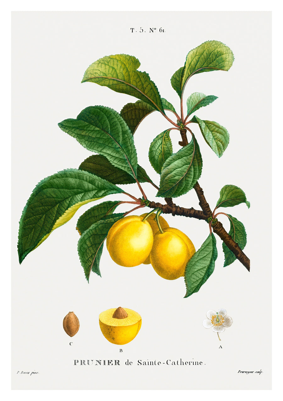 Gelbe Pflaume - Print only