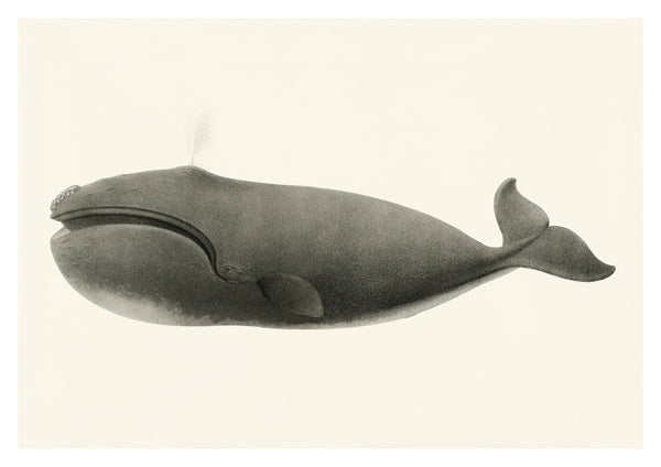 Baleine franche du Pacifique Nord