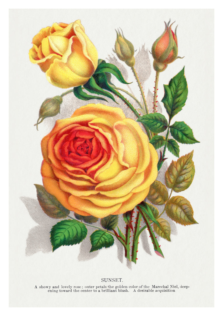 Gele zonsondergangroos - Print only