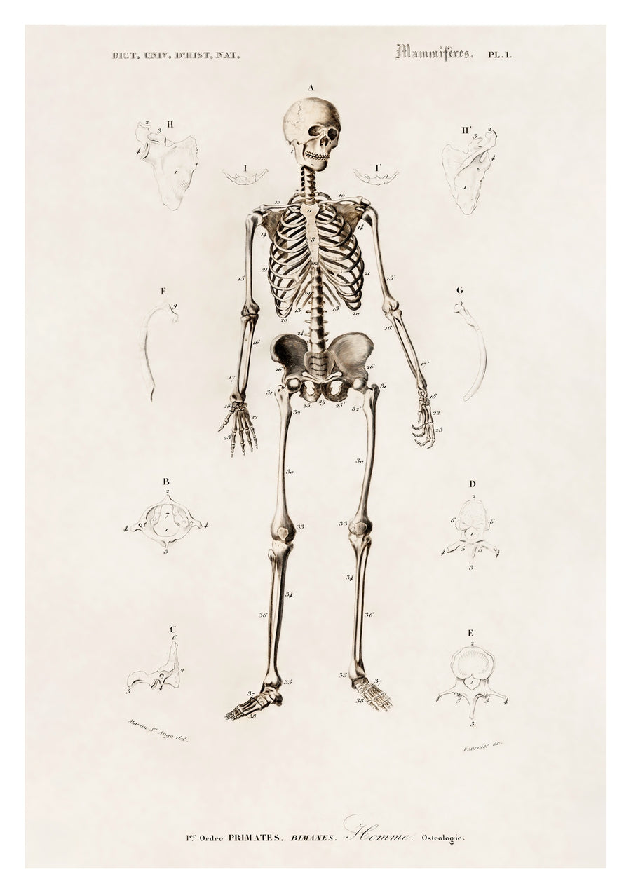 Human Skeleton - Print only
