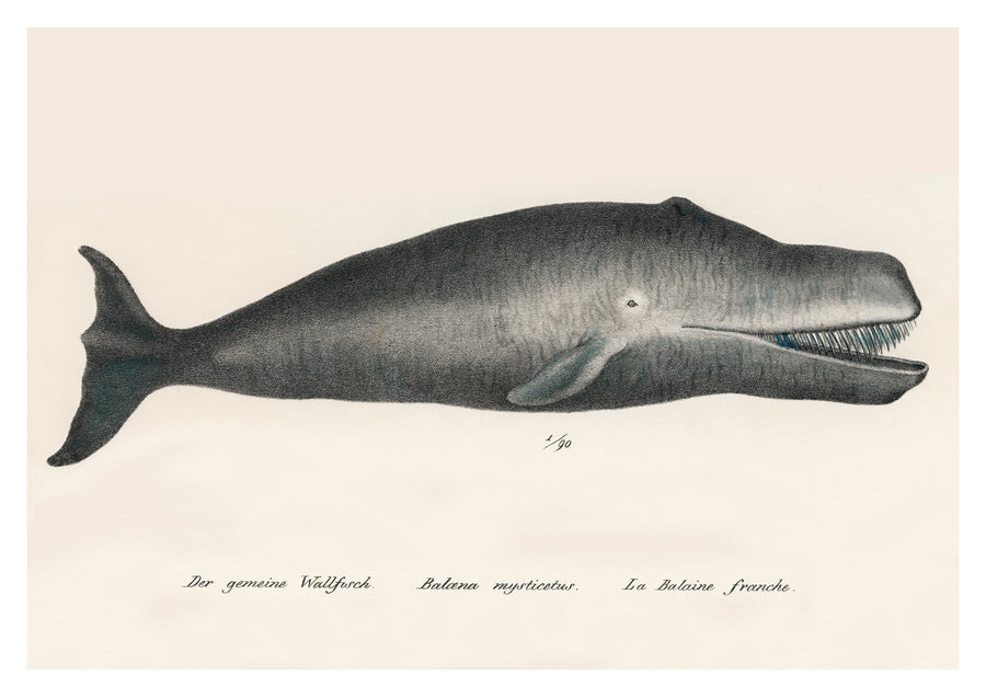 Bowhead Whale - Print only