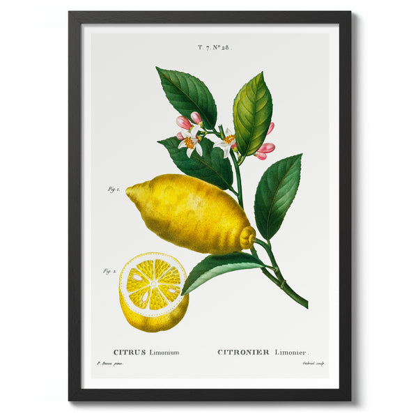 An Enlarged Lemon