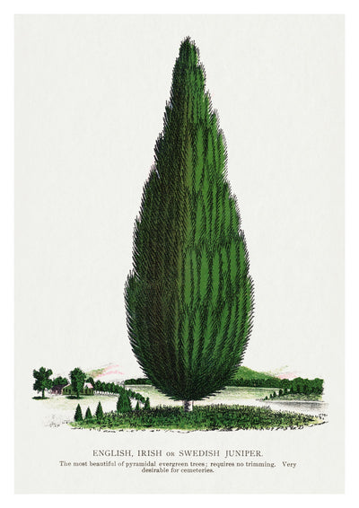 Swedish Juniper Tree