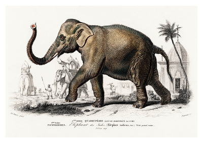 Asiatic Elephant