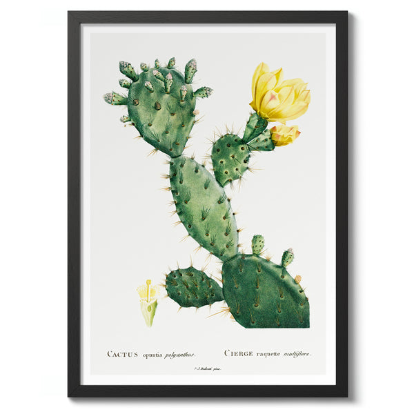 Cactus Cochenillifer
