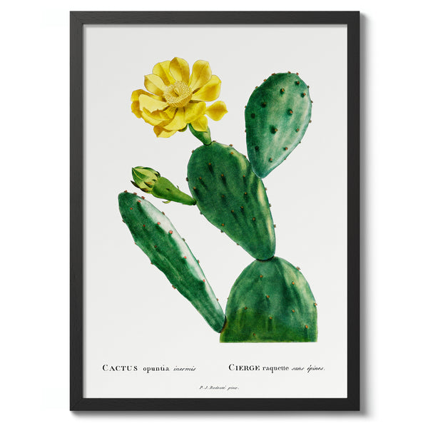 Cactus Opuntia Inermis
