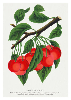 Early Richmond Cherry