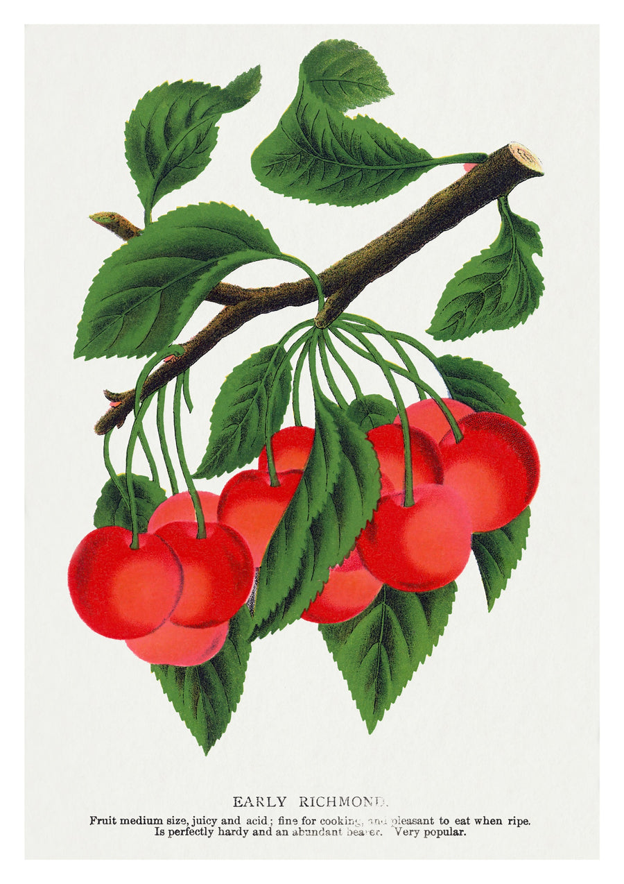 Frühe Richmond-Kirsche - Print only