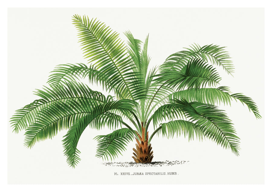 Jubea Spectabilis - Print only
