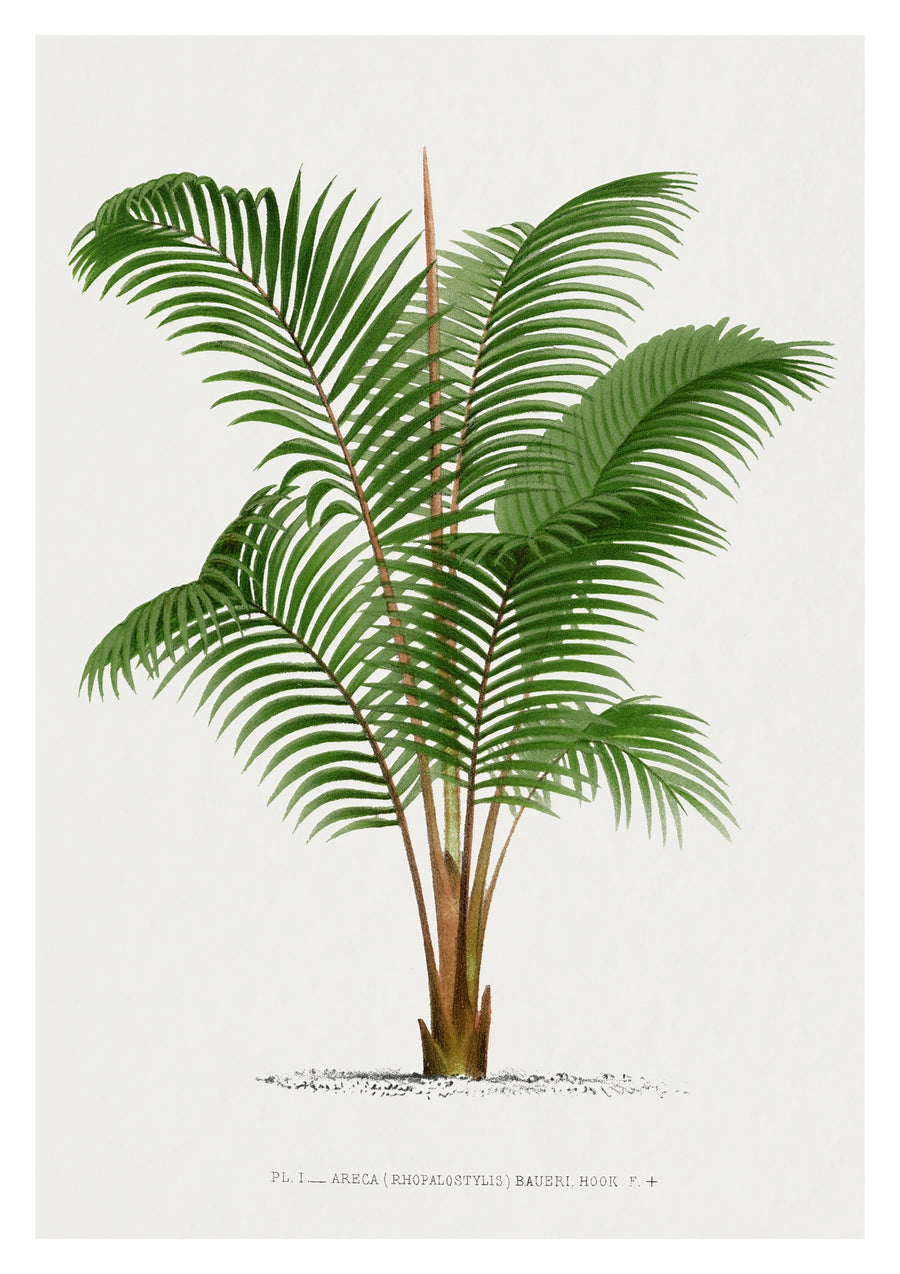 Areca Baueri - Print only