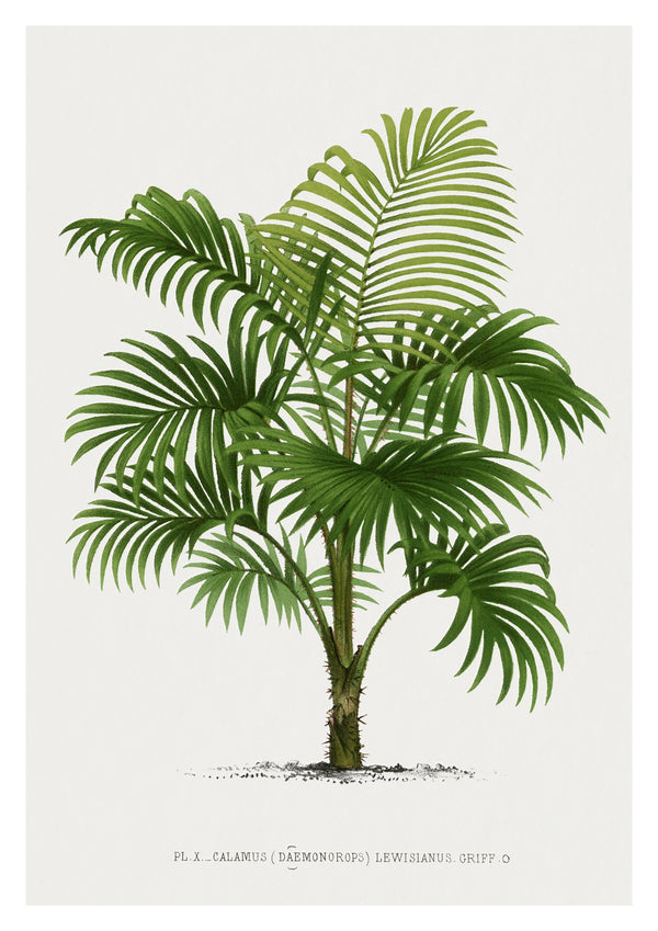 Calamus Lewisianus
