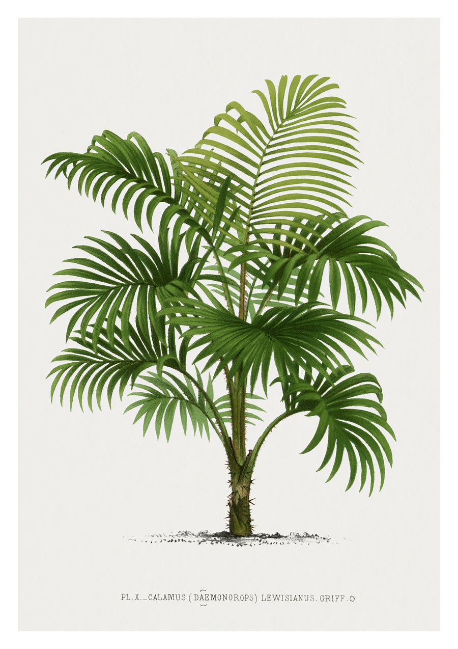 Calamus Lewisianus - Print only