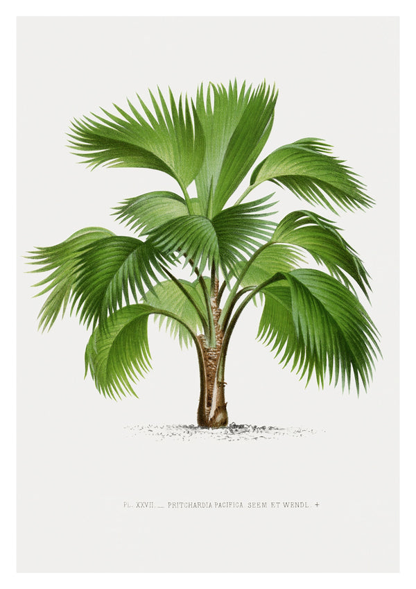 Pritchardia Pacifica
