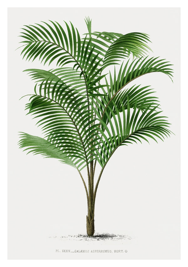 Calamus asperrimus