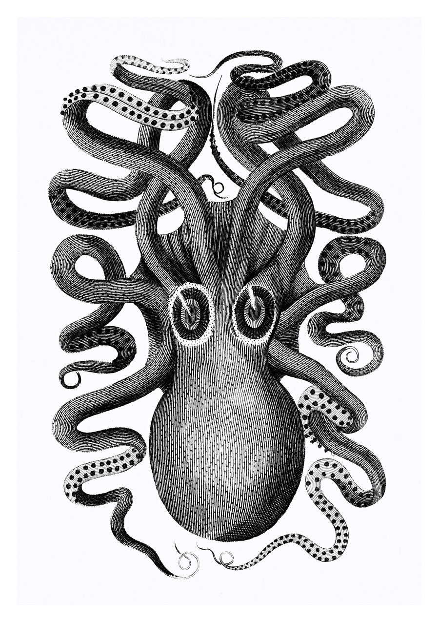Achteraanzicht van een achtarmige inktvis - Print only