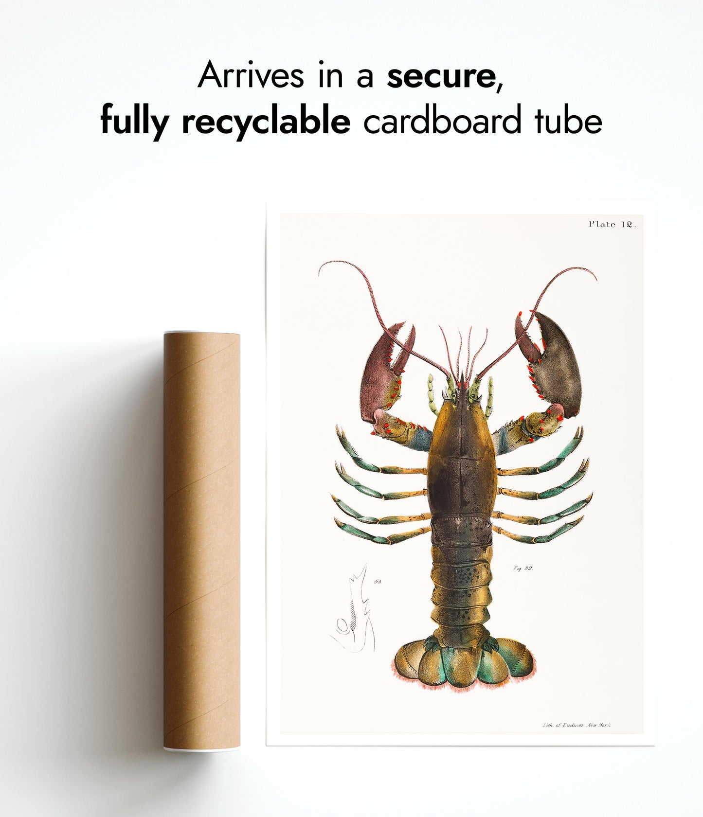 Homard américain (Homarus Americanus)