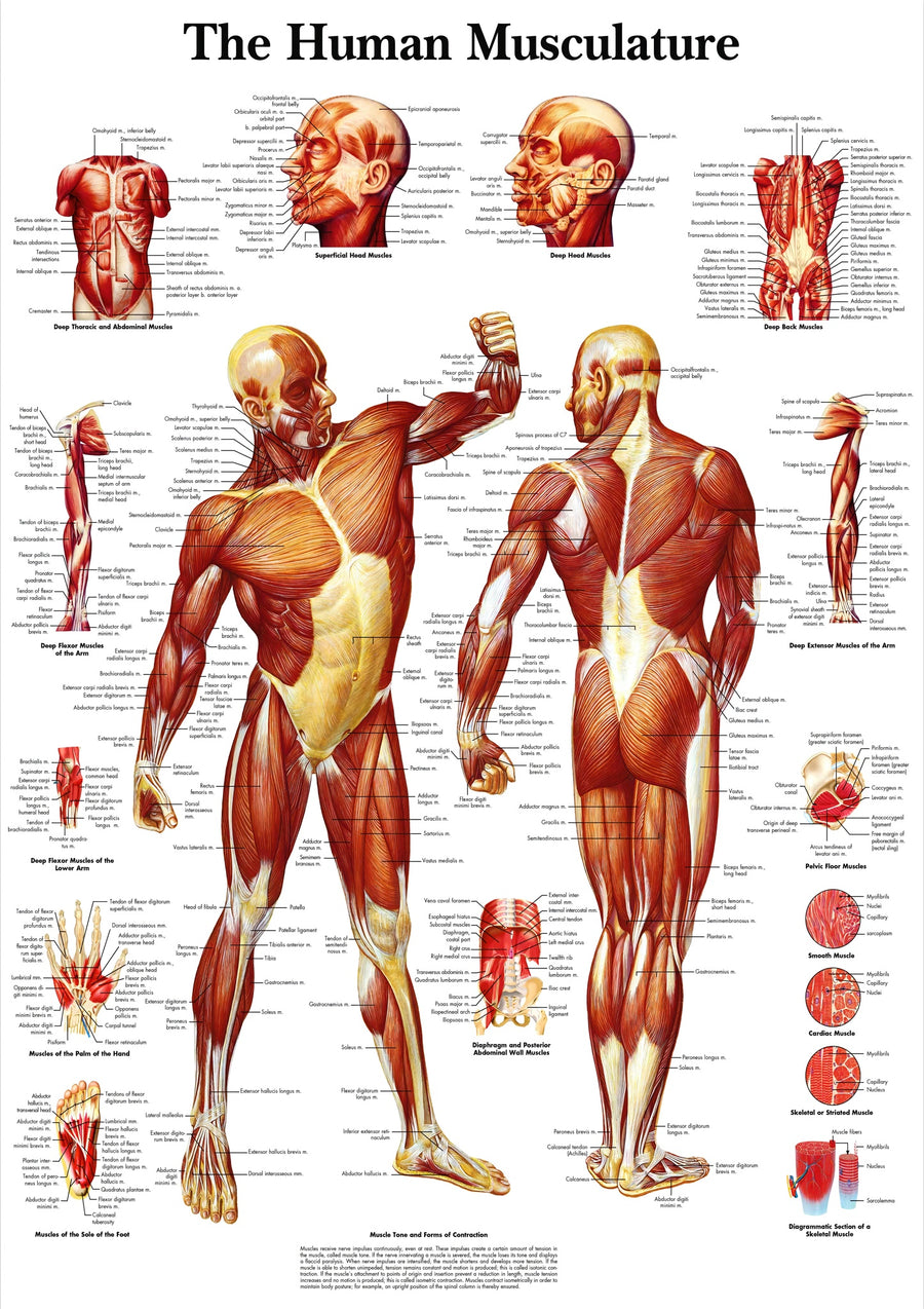 De menselijke musculatuur - Print only