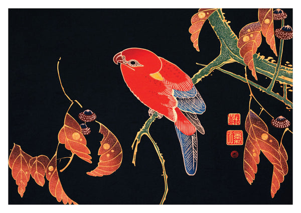 Red Parrot