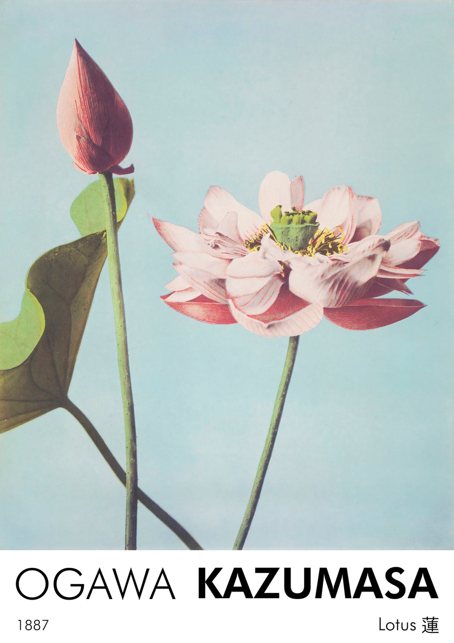 Fleurs de lotus - Print only