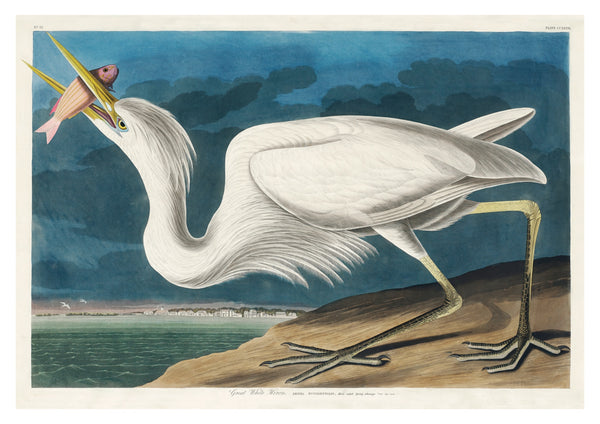 Grote Witte Reiger