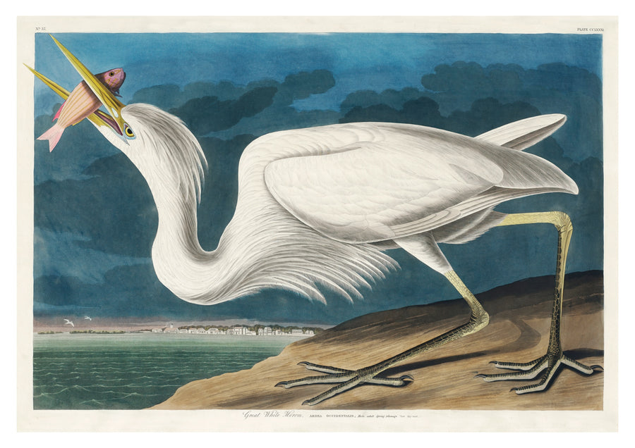 Großer Weißer Reiher - Print only