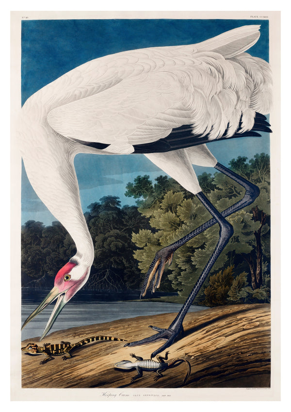 Hooping Crane