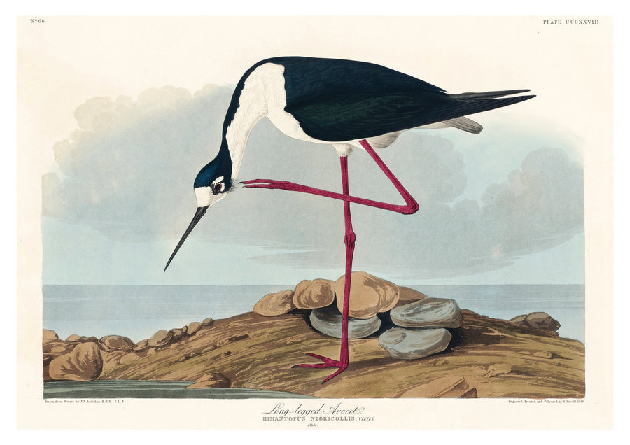 Långbent skedstork - Print only