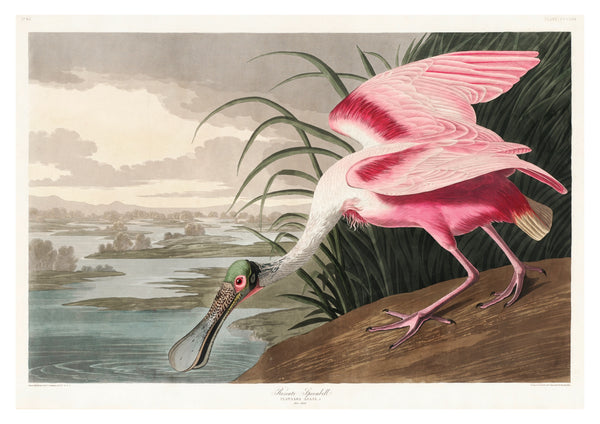 Roze lepelaar