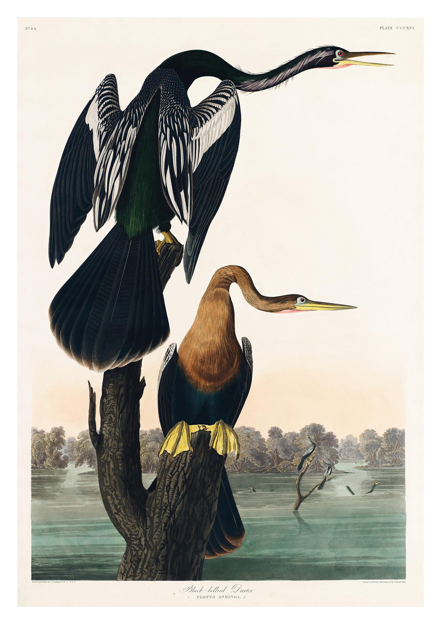 Zwartbuik-Darters - Print only