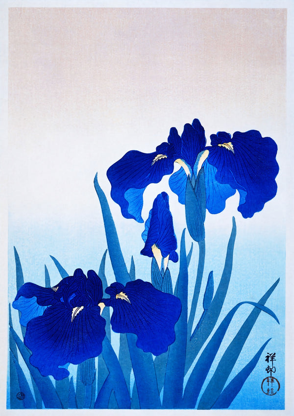 Irisblommor