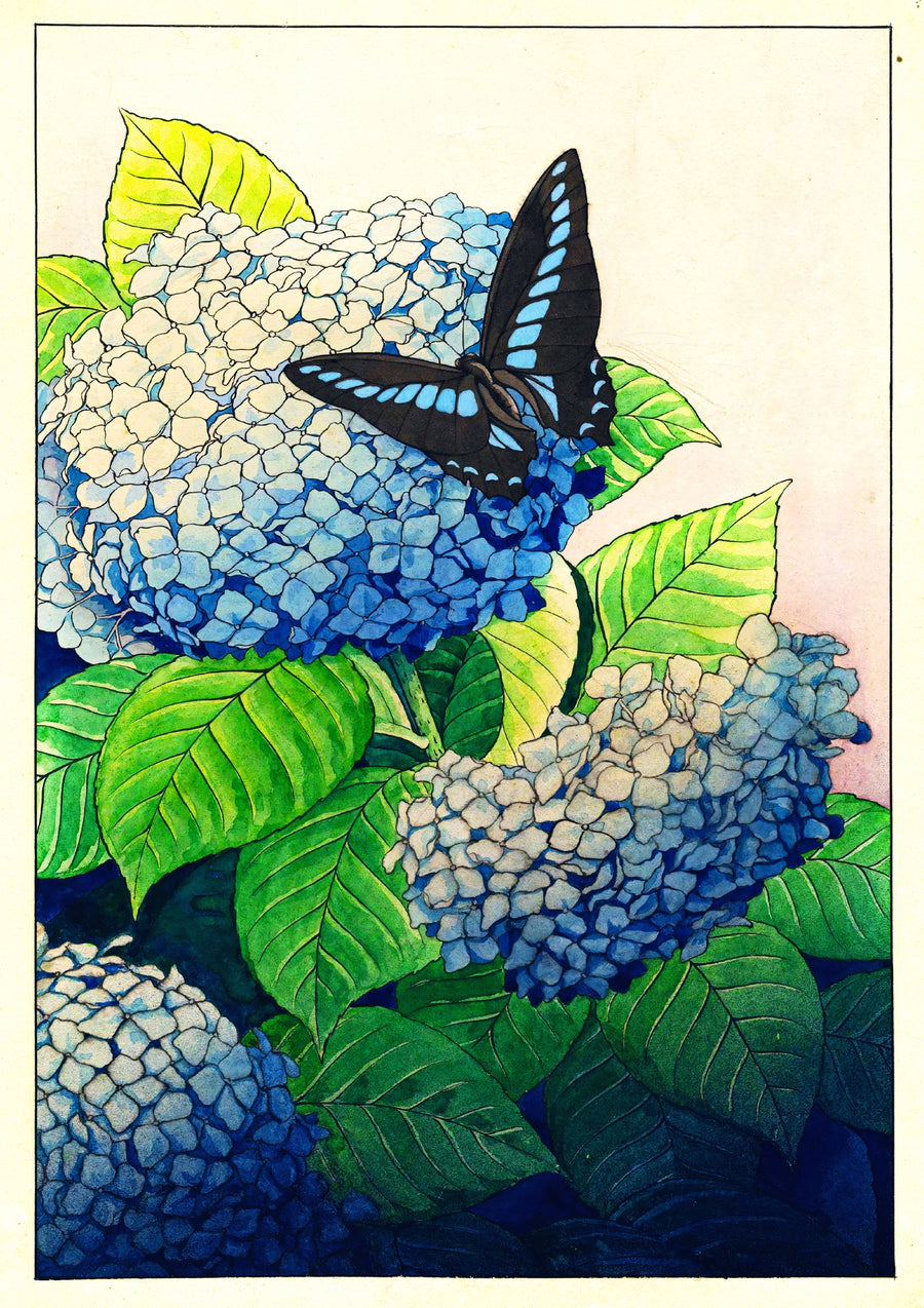 Hortensias et papillon - Print only