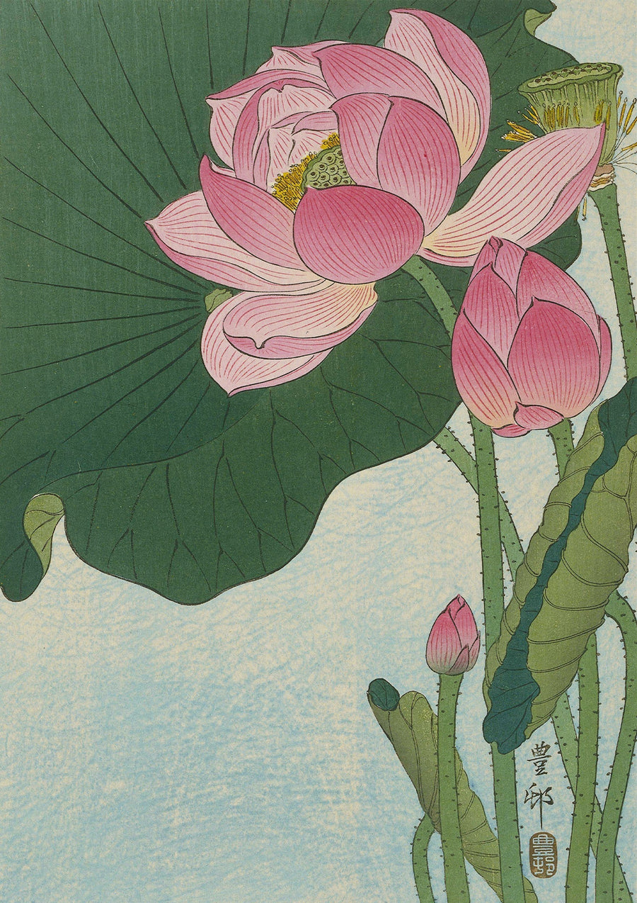 Blommande lotusblommor - Print only